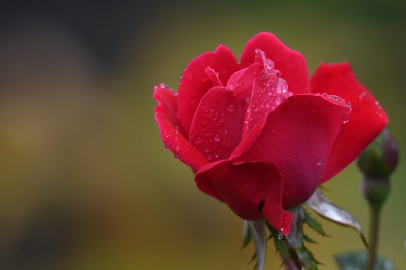 朝露に濡れるバラの写真