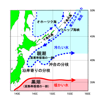 千島列島から関東あたりまでを示した日本地図。千島列島以東からっ寒流の親潮が流れ込み、関東付近には暖流の黒潮が流れ込んでいる。