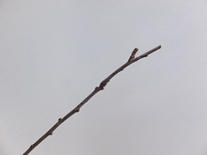 写真：twig,細い枝