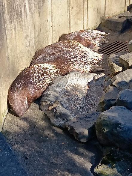 寝ているヤマアラシ