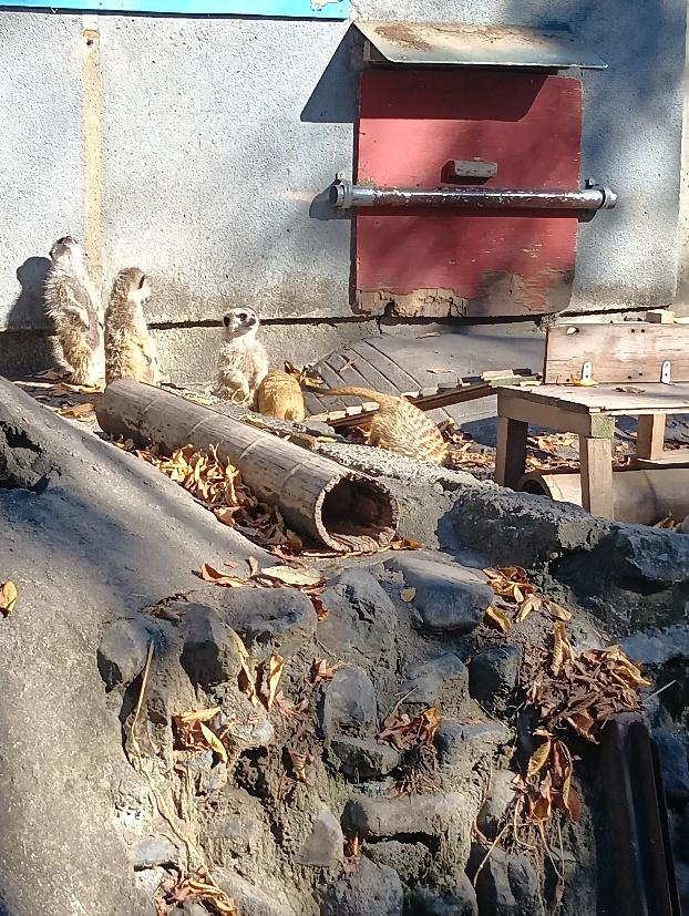ミーアキャットの写真