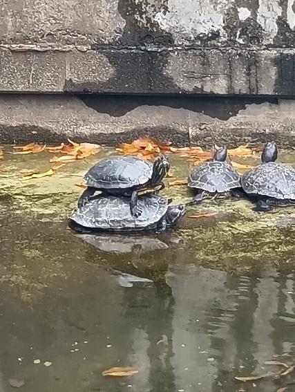 カメが4匹。右側の2匹は横並び。残りはカメがカメの上にのっている。